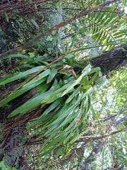 Guzmania