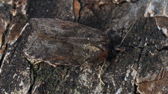 Acleris sparsana