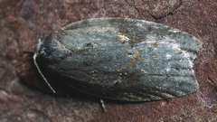 Acleris sparsana
