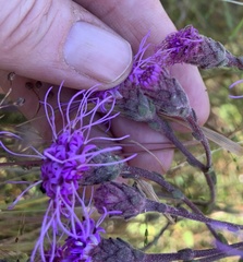 Carphephorus tomentosus