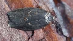 Acleris sparsana