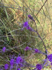 Carphephorus tomentosus