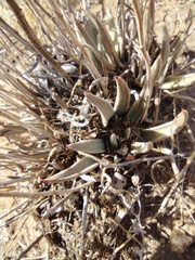 Dudleya abramsii
