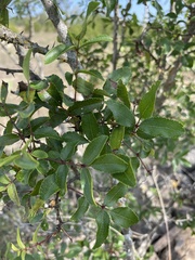 Zanthoxylum