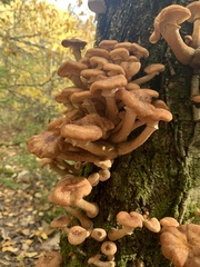 Armillaria borealis