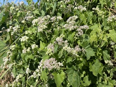 Mikania scandens