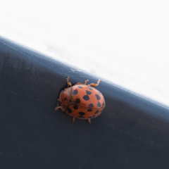 Subcoccinella vigintiquatuorpunctata