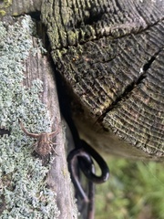 Xysticus