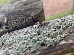 Xysticus