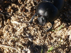 Thorectes intermedius