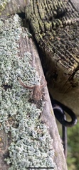 Xysticus
