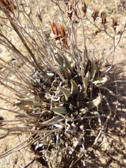 Dudleya abramsii