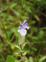 Scutellaria alpina