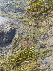 Abarenicola pacifica