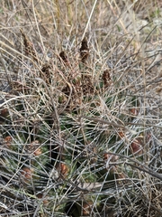 Hamatocactus hamatacanthus