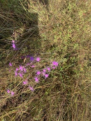 Carphephorus tomentosus