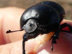 Thorectes intermedius