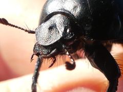 Thorectes intermedius