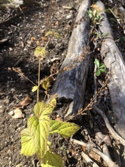 Veronica urticifolia
