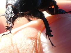 Thorectes intermedius