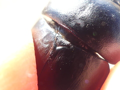 Thorectes intermedius