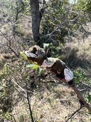 Heraclides cresphontes