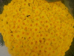 Chrysanthemum morifolium