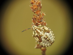 Carpocoris
