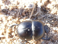 Thorectes intermedius