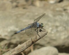 Libellula comanche