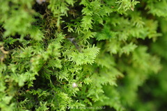 Thuidium