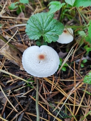 Lepiota