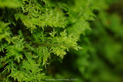 Thuidium