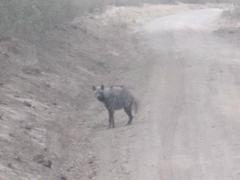 Hyaena hyaena