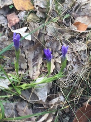 Gentianopsis ciliata ciliata