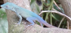 Anolis grahami