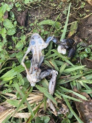 Rhinophrynus dorsalis