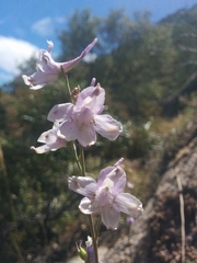 Delphinium hesperium
