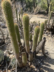 Trichocereeae