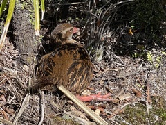 Gallirallus australis australis