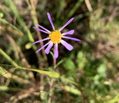 Ionactis linariifolia