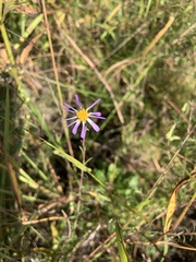 Ionactis linariifolia