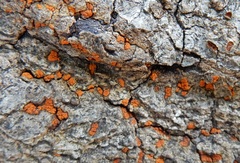 Amphilogia gyrosa