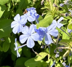 Plumbago