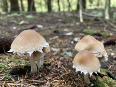 Candolleomyces