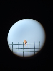 Troglodytes aedon chilensis