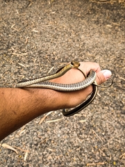 Dendrelaphis tristis