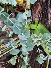 Eucalyptus