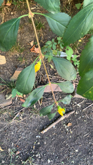 Forsythia × intermedia