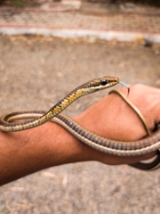 Dendrelaphis tristis